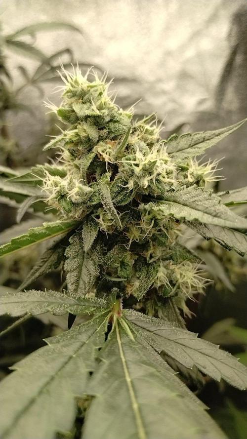 Gorilla Meat + Sweet - Gorilla Girl Fast. Week 5