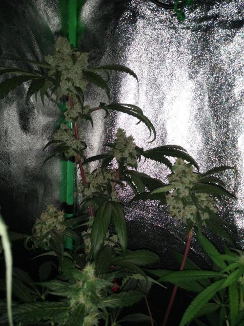 Gorilla Meat + Sweet - Gorilla Girl Fast. Week 6