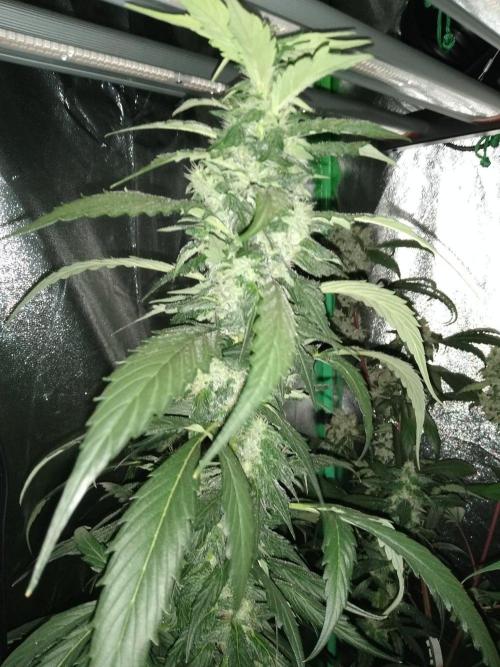 Gorilla Meat + Sweet - Gorilla Girl Fast. Week 6