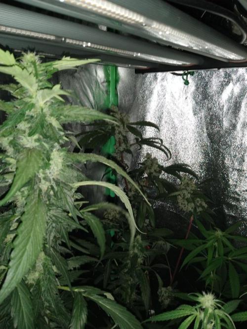 Gorilla Meat + Sweet - Gorilla Girl Fast. Week 6