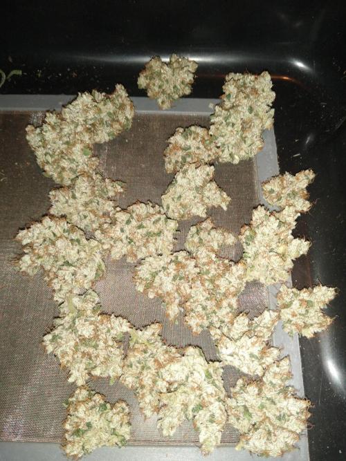 Gorilla Meat + Sweet - Gorilla Girl Fast. Week 7