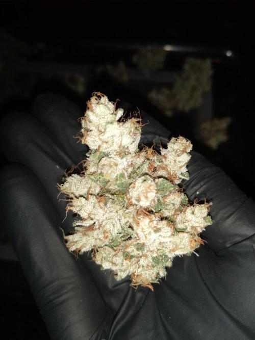 Gorilla Meat + Sweet - Gorilla Girl Fast. Week 7