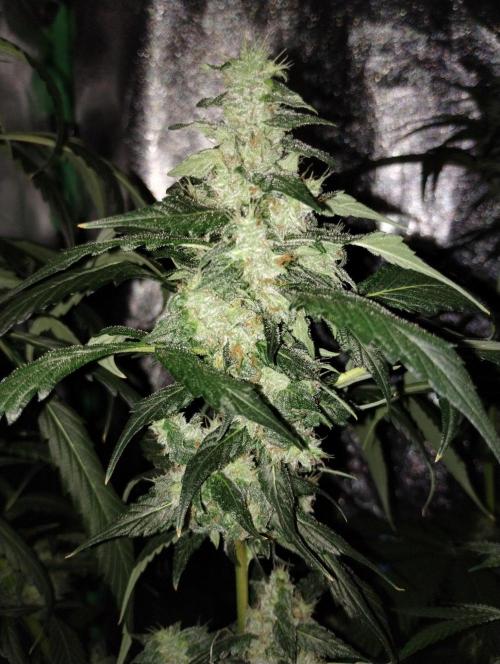 Gorilla Meat + Sweet - Gorilla Girl Fast. Week 7