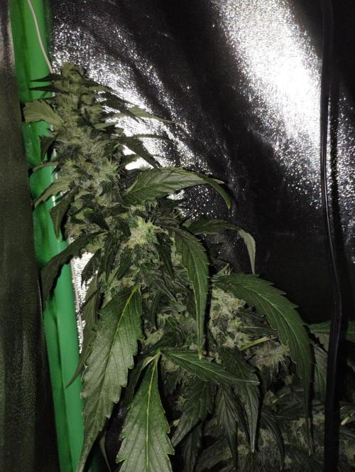 Gorilla Meat + Sweet - Gorilla Girl Fast. Week 7