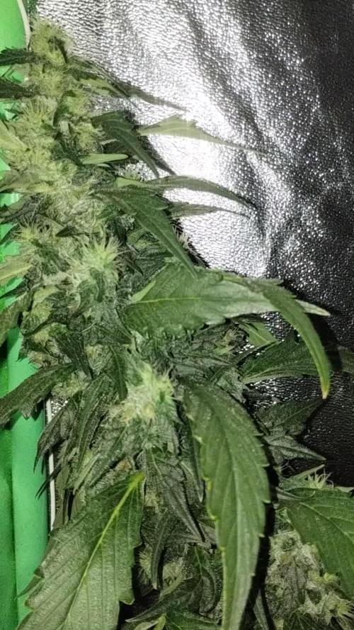 Gorilla Meat + Sweet - Gorilla Girl Fast
