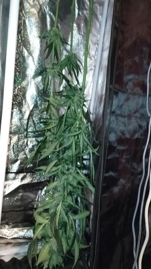 Gorilla Meat + Sweet - Gorilla Girl Fast. Week 8