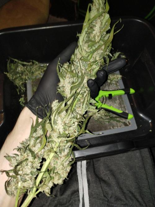 Gorilla Meat + Sweet - Gorilla Girl Fast. Week 8