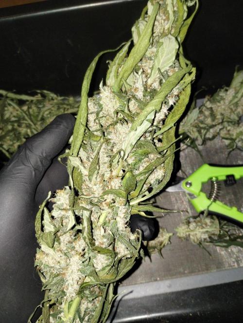 Gorilla Meat + Sweet - Gorilla Girl Fast. Week 8