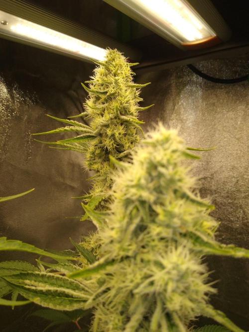Sugar Cane + Gorilla Meat. Week 5