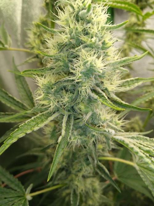 Sugar Cane + Gorilla Meat. Week 5