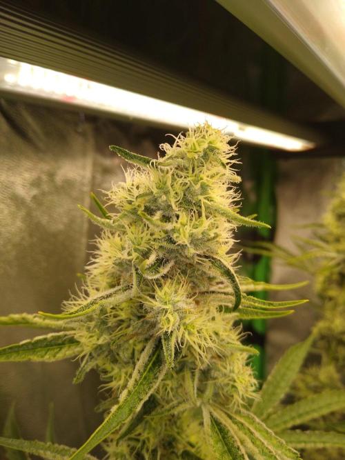 Sugar Cane + Gorilla Meat. Week 5