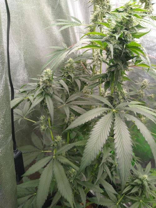 Sugar Cane + Gorilla Meat. Week 5