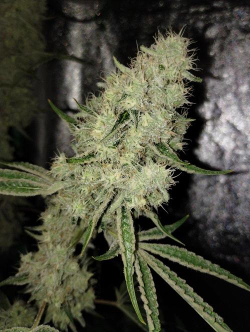 Sugar Cane + Gorilla Meat. Week 6