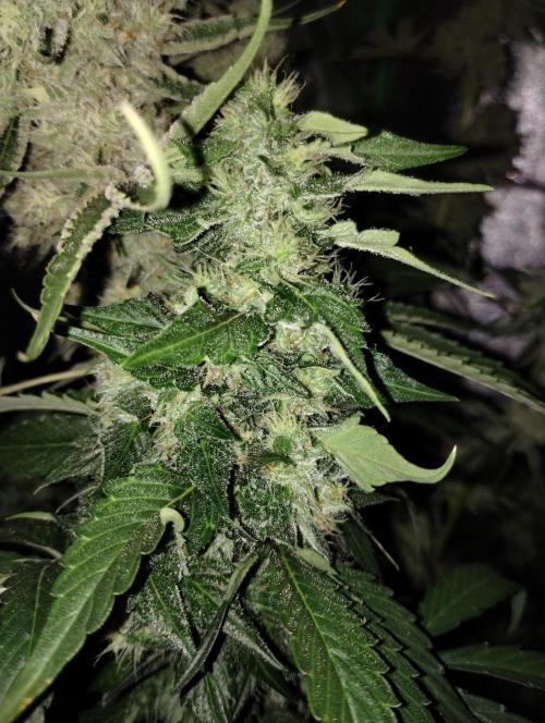 Sugar Cane + Gorilla Meat. Week 6