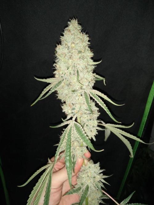 Sugar Cane + Gorilla Meat. Week 8