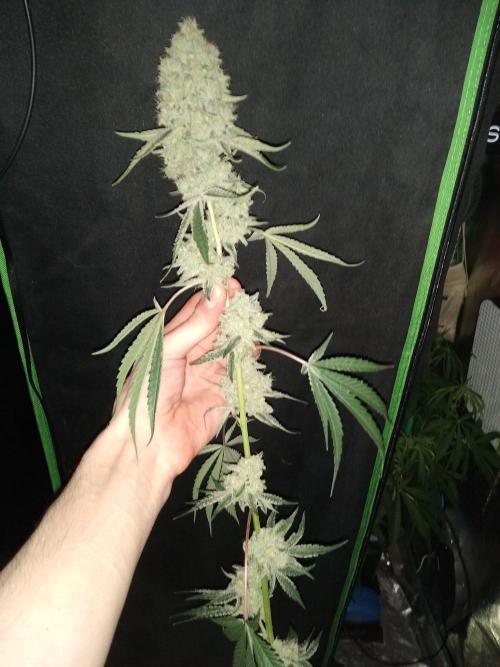 Sugar Cane + Gorilla Meat. Week 8