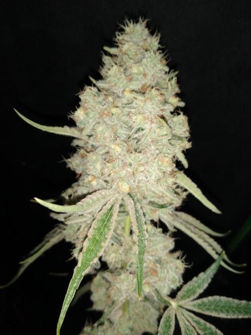 Sugar Cane + Gorilla Meat. Week 8