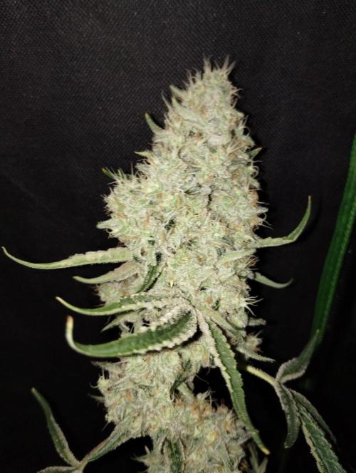 Sugar Cane + Gorilla Meat. Week 8