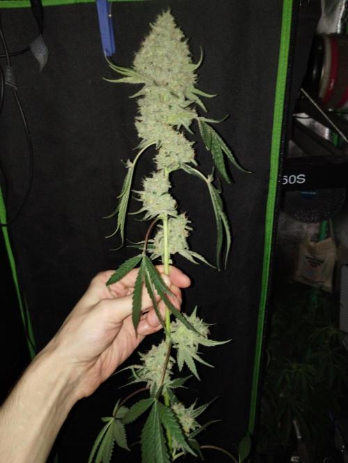 Sugar Cane + Gorilla Meat. Week 8