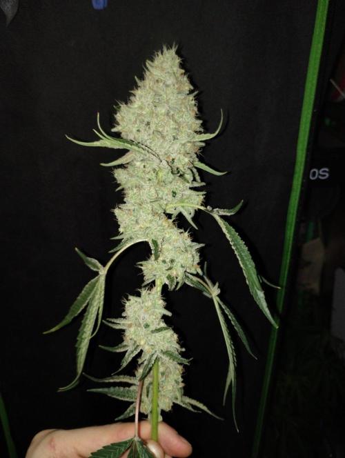 Sugar Cane + Gorilla Meat. Week 8