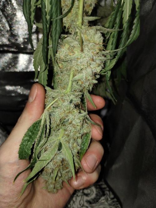 Sugar Cane + Gorilla Meat. Week 8