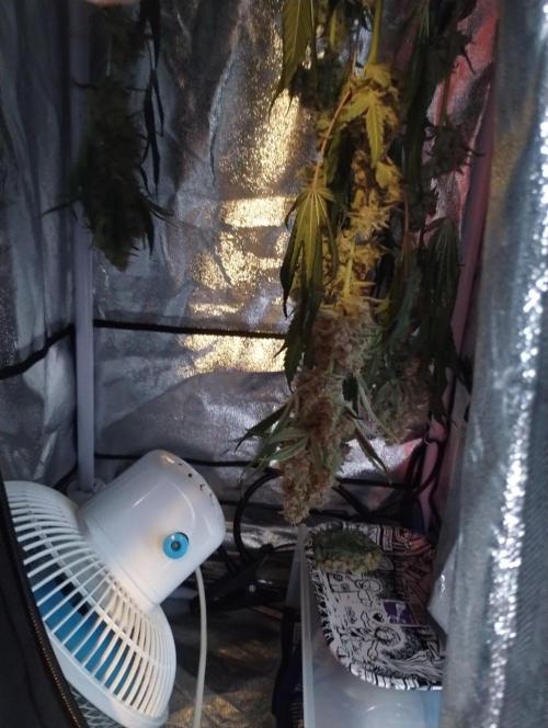 Sugar Cane + Gorilla Meat. Week 8