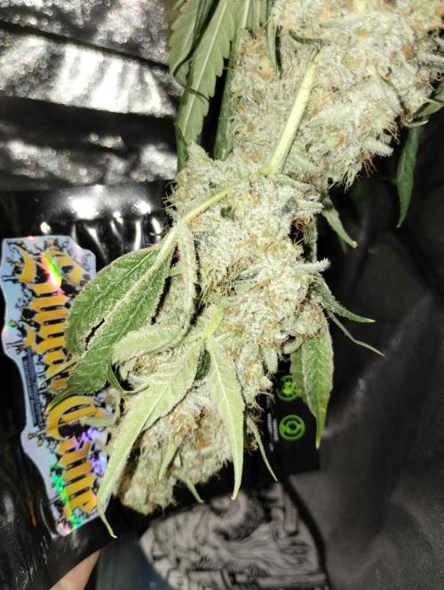 Sugar Cane + Gorilla Meat. Week 8