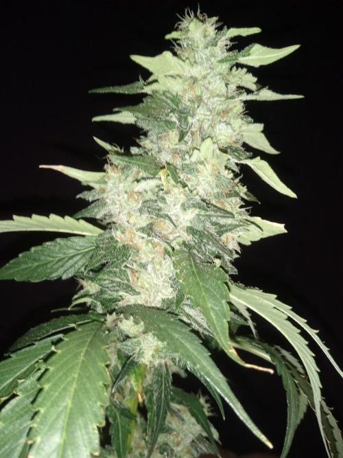 Sugar Cane + Gorilla Meat. Week 8