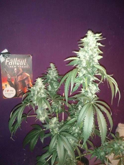 Sugar Cane + Gorilla Meat. Week 8