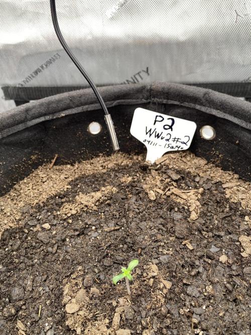 - First Ever Grow! Selfie Seeds White Wedding v2 - FF Happy Frog -. Week 1