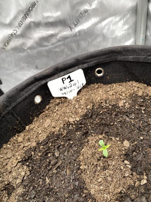 - First Ever Grow! Selfie Seeds White Wedding v2 - FF Happy Frog -. Week 1