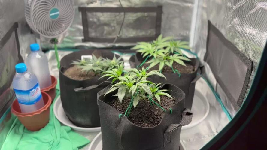 Ice Storm S2 and Auto Purple