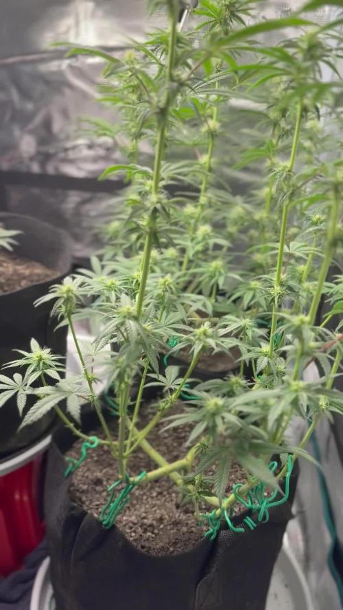 Ice Storm S2 and Auto Purple