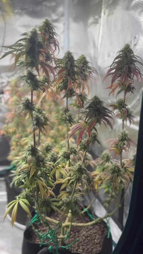 Ice Storm S2 and Auto Purple