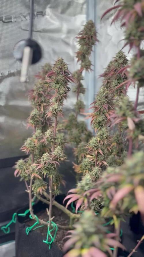 Ice Storm S2 and Auto Purple