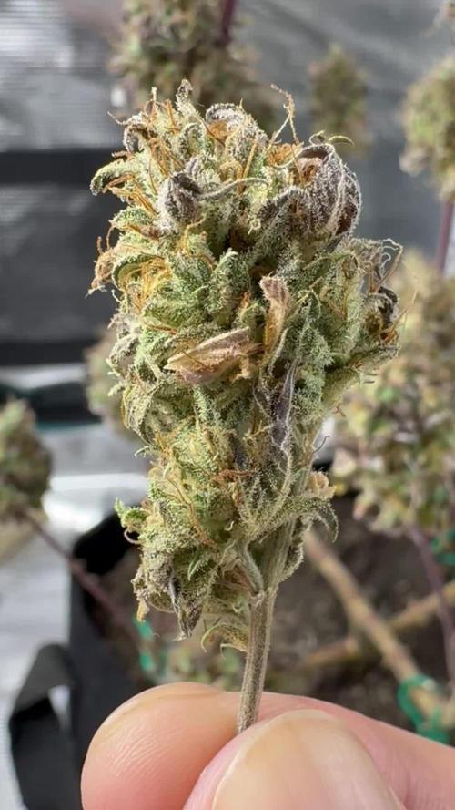 Ice Storm S2 and Auto Purple