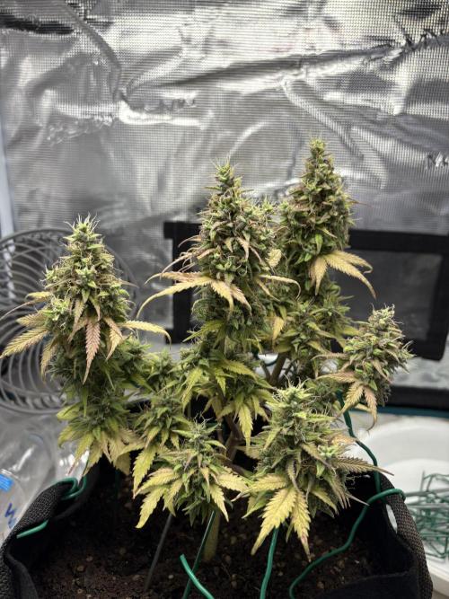 Cookies Girls from FastBuds!!! 🍪. Week 11