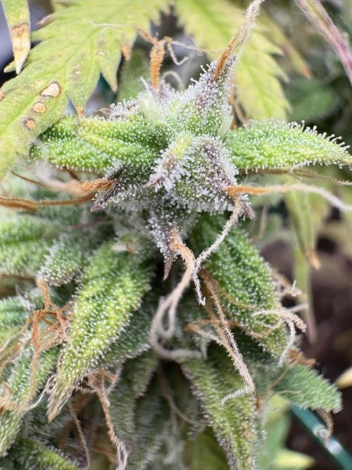 Cookies Girls from FastBuds!!! 🍪. Week 11