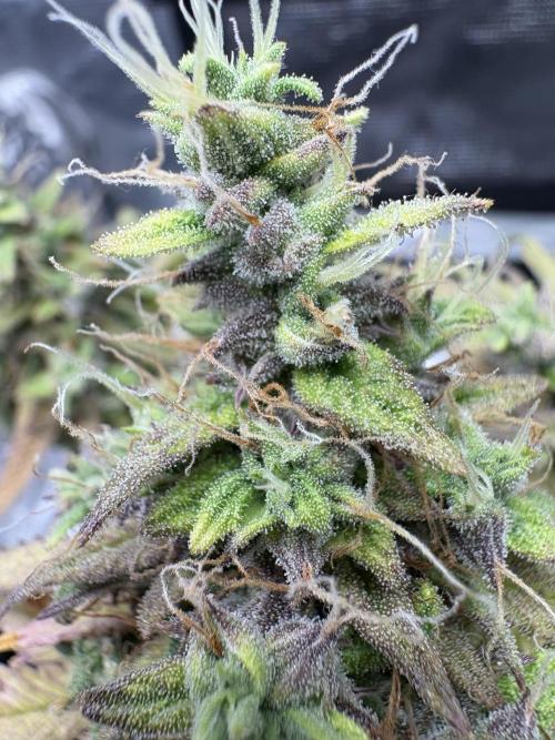 Cookies Girls from FastBuds!!! 🍪. Week 11