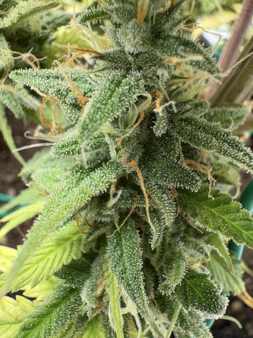 Cookies Girls from FastBuds!!! 🍪. Week 11