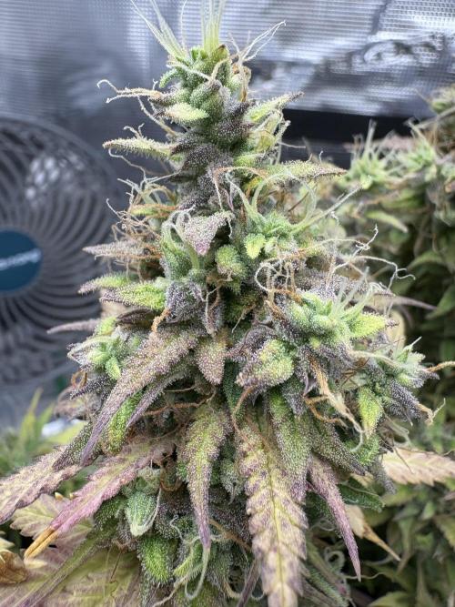 Cookies Girls from FastBuds!!! 🍪. Week 11