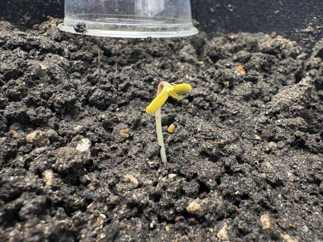 Triploid Girl(Frosted Guava). Week 0