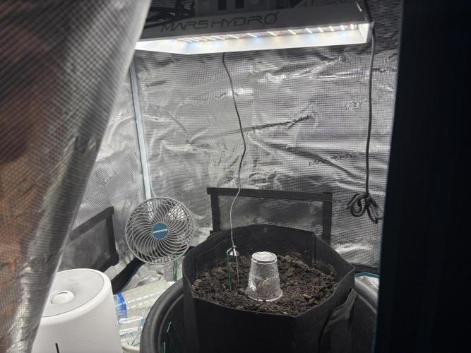 Triploid Girl(Frosted Guava). Week 0