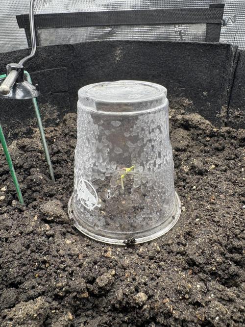 Triploid Girl(Frosted Guava). Week 0