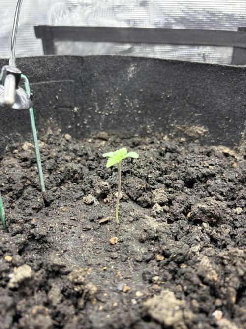 Triploid Girl(Frosted Guava). Week 1 - Day 2