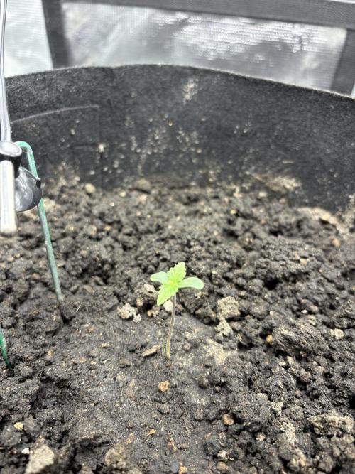 Triploid Girl(Frosted Guava). Week 1 - Day 2