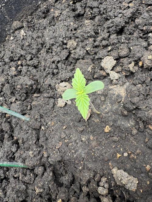 Triploid Girl(Frosted Guava). Week 1 - Day 2