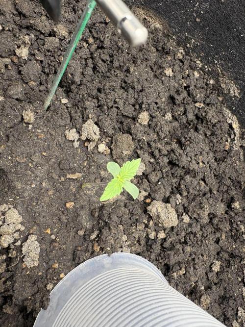 Triploid Girl(Frosted Guava). Week 1 - Day 2