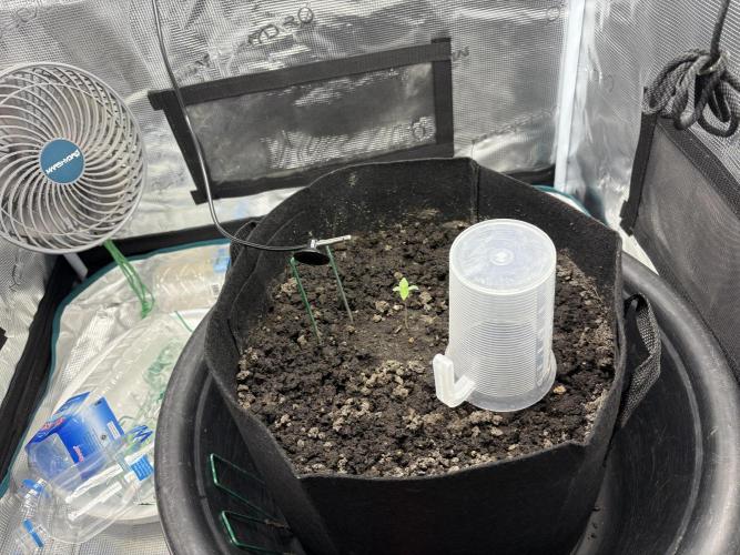 Triploid Girl(Frosted Guava). Week 1 - Day 2