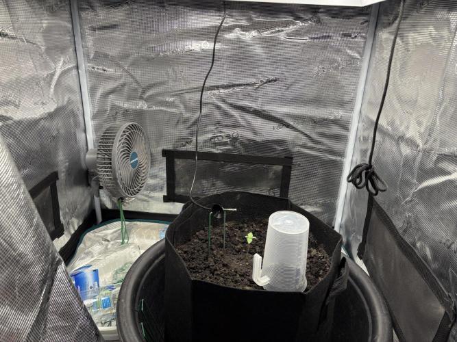 Triploid Girl(Frosted Guava). Week 1 - Day 3